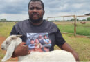 Yintoni ukubaluleka kwemfuyo?